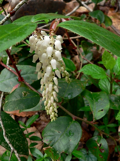 {Leucothoe fontanesiana}